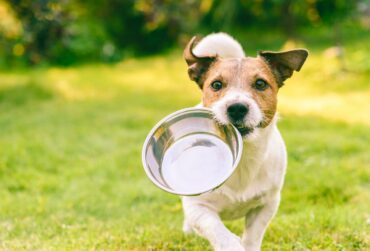 Mokra czy sucha karma: która jest lepsza dla Twojego psa?